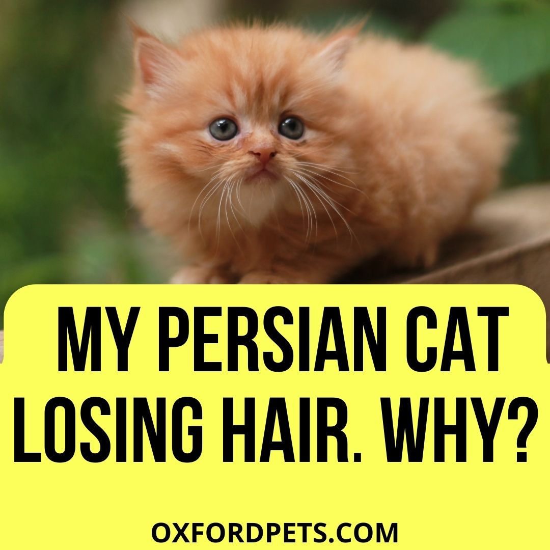 Why Is My Persian Cat Losing Hair? [4 Causes, 3 Solutions] - Oxford Pets