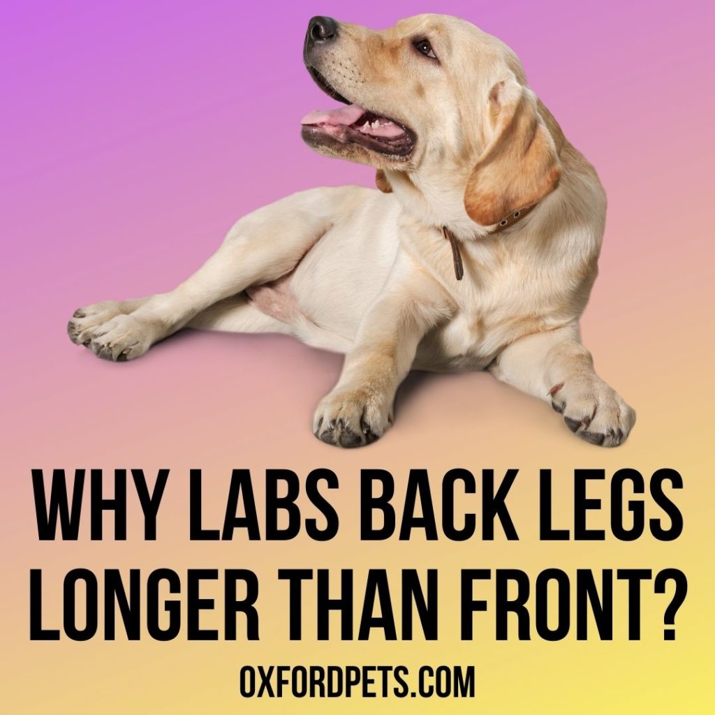 Why Labrador's Back Legs Longer Than Front? 5 Reasons