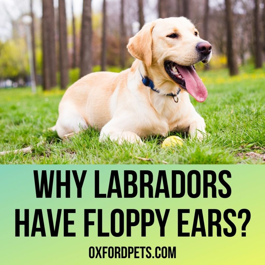 Why do Labradors Have Floppy Ears?