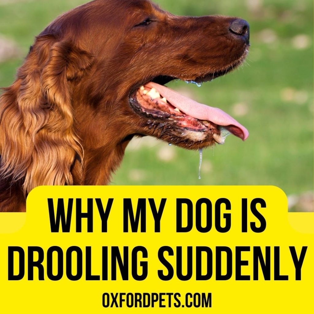 Why My Dog Is Drooling Suddenly