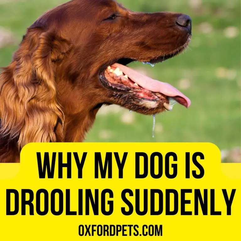 Why Is My Dog Drooling After Throwing Up