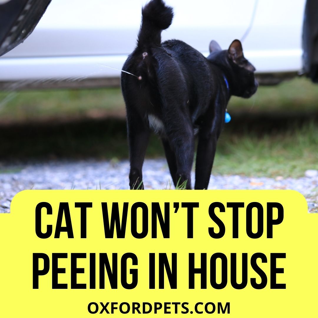 Why cat won’t stop peeing in the house? (5 Reasons, 4 Tips)