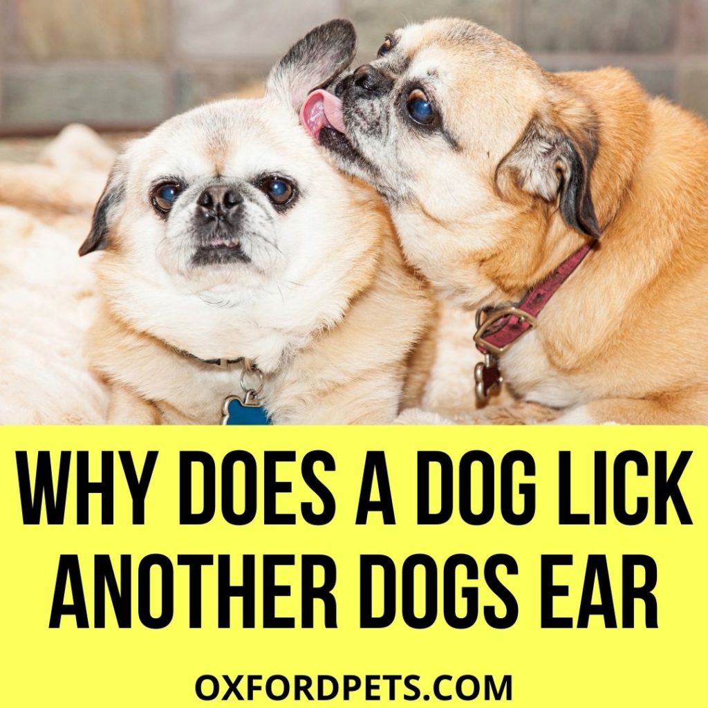 Why does a dog lick another dogs ear