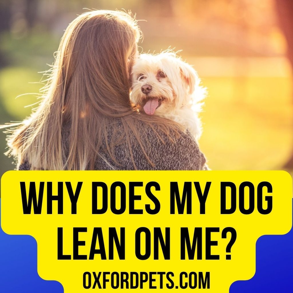 Why does my dog lean on me?[4 reasons revealed]