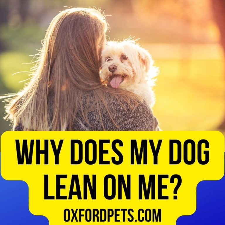 Why Does My Dog Lean On Me? [4 Reasons Revealed] Oxford Pets