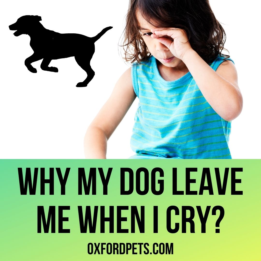 Why does my dog leave me when I cry?