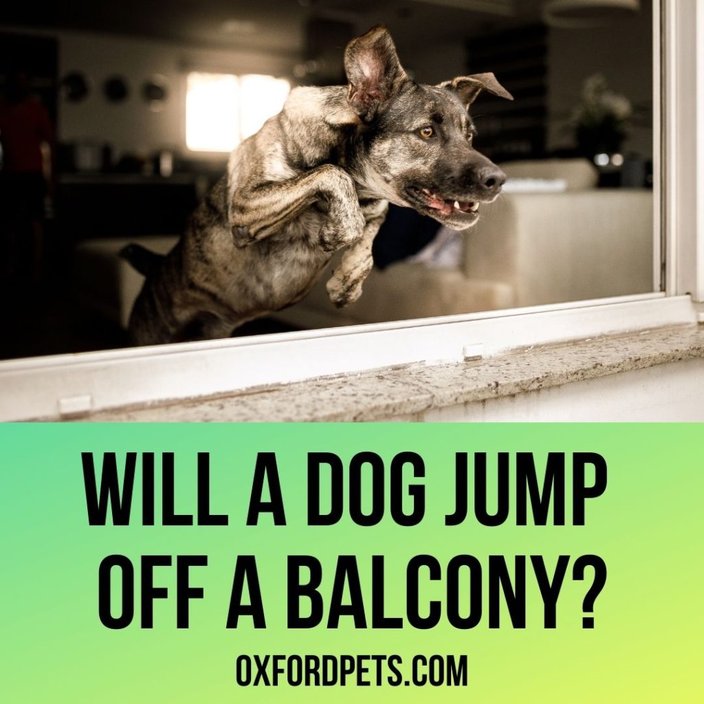 Will a dog jump off a balcony