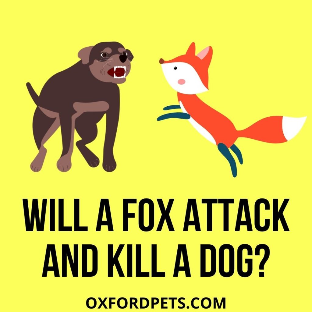 Will a fox attack a dog