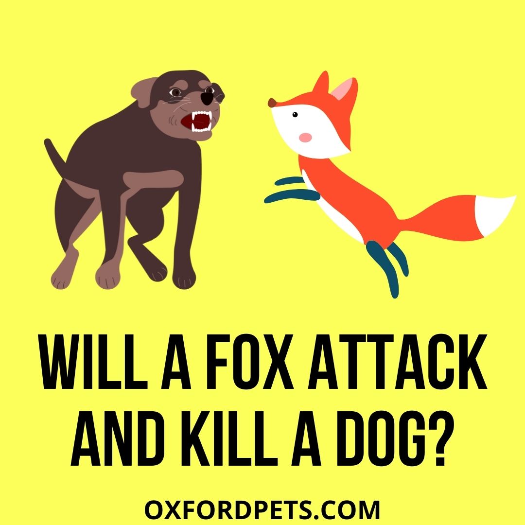 will a fox attack a small dog