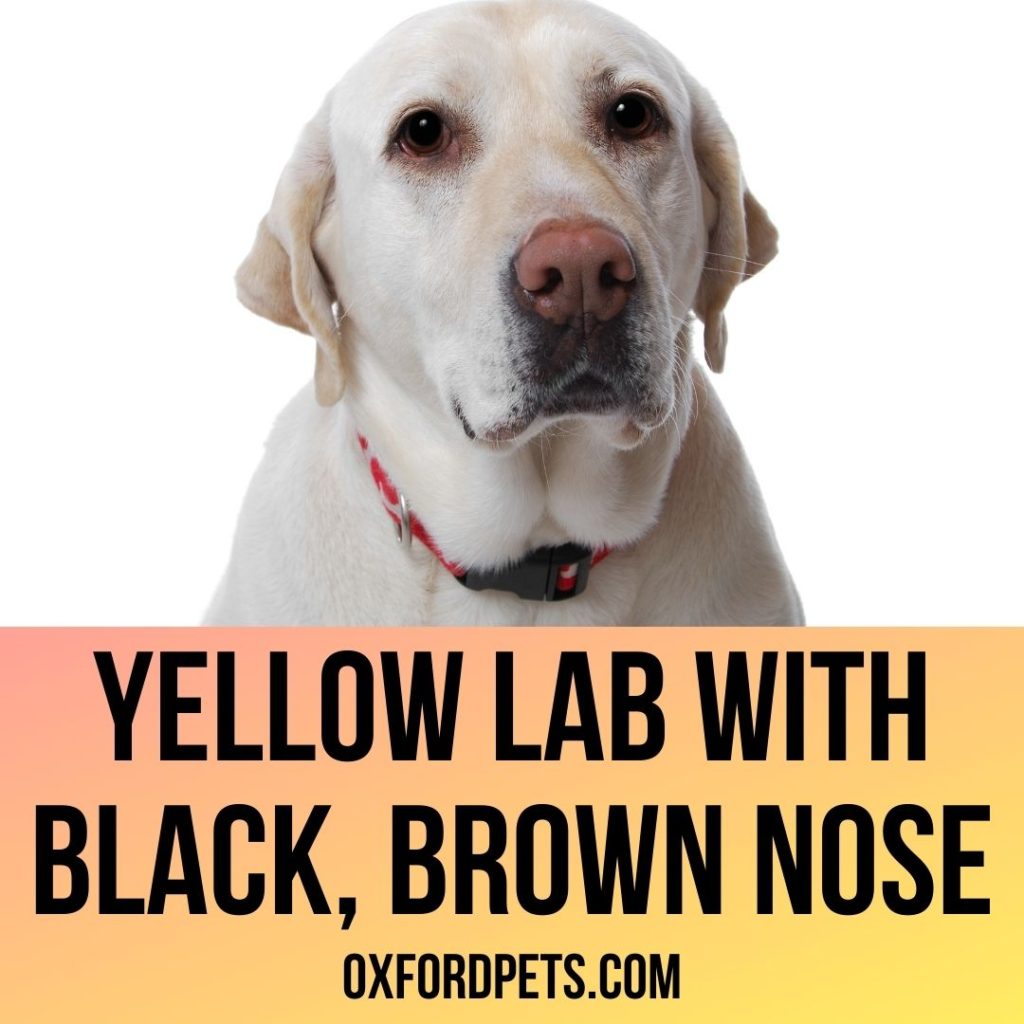 do yellow labs have pink noses