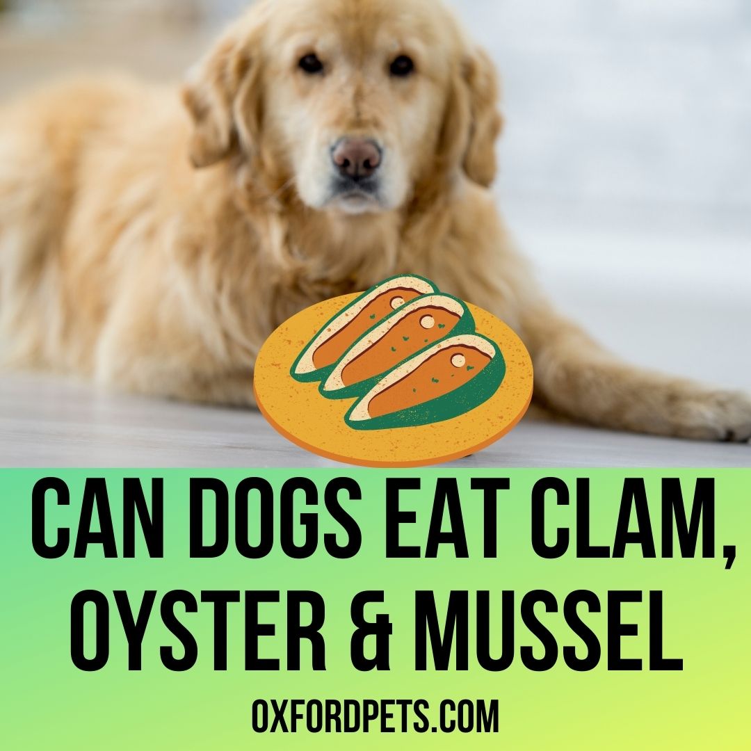 are oysters toxic to dogs