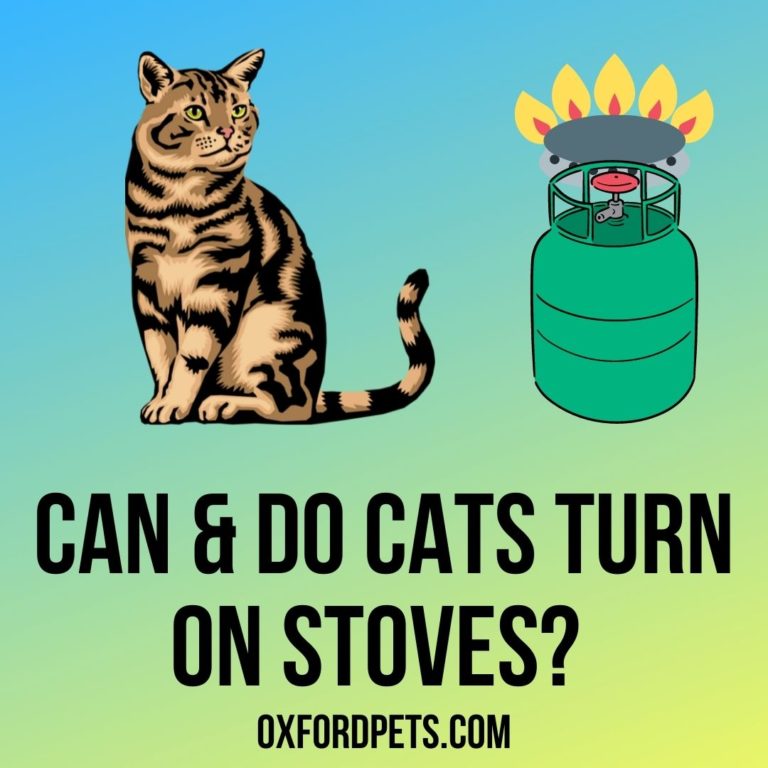 Can a Cat Turn on a Stove or Gas? [10 Ways to prevent it] Oxford Pets