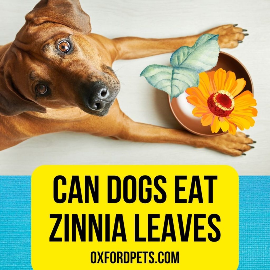 Dog Eating Zinnia Leaves