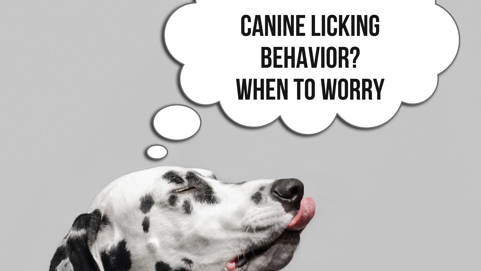 My Dog Lick my Pillow, Blanket and Sheet? 7 Reasons Why? Oxford Pets