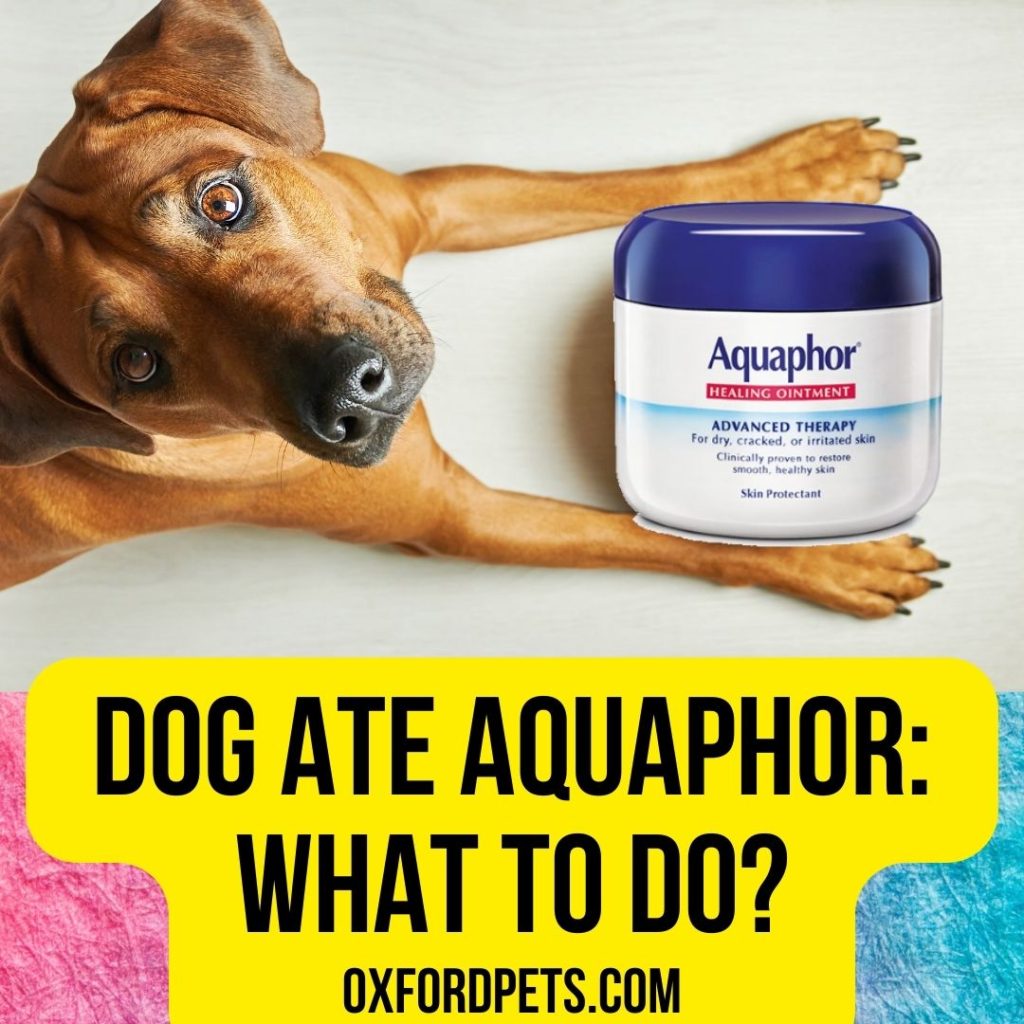Dog Ate Aquaphor: What To Do Now?