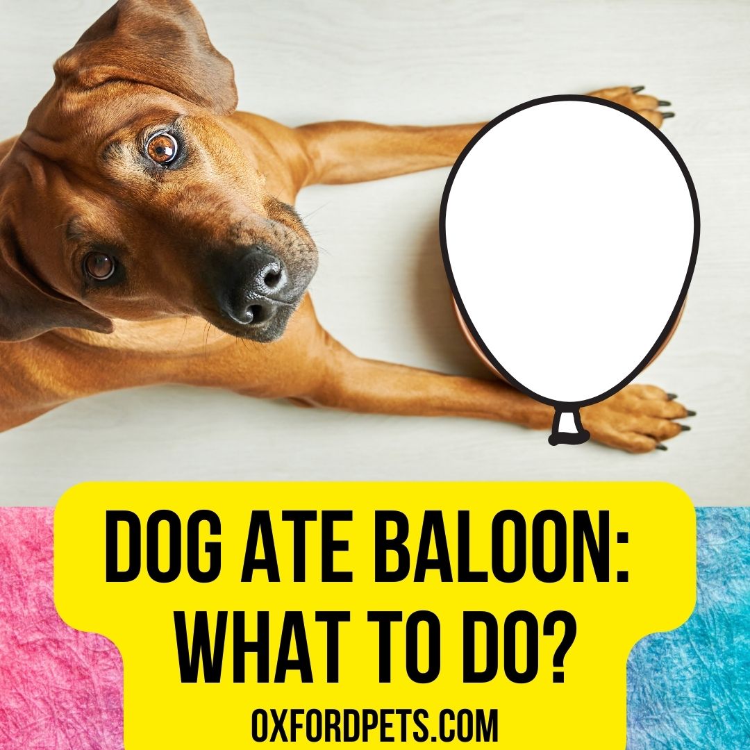 my-dog-ate-balloon-what-to-do-now-2022-tips-oxford-pets