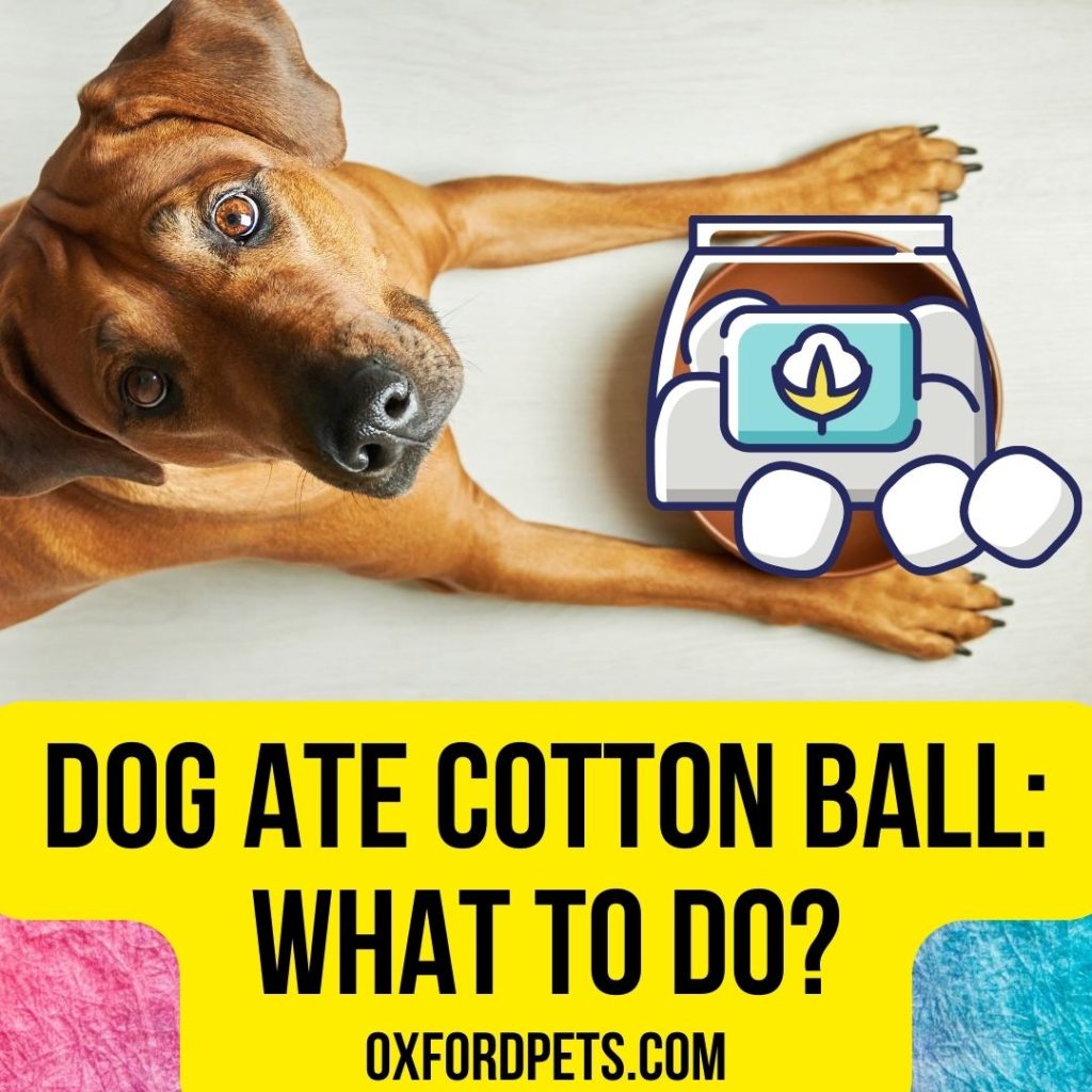 My Dog Ate Cotton Ball: What To Do Now? 2022 Facts - Oxford Pets