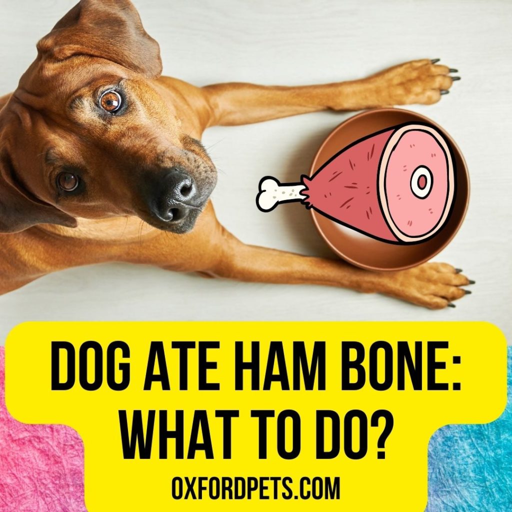 Dog Ate Ham bone: What To Do Now?