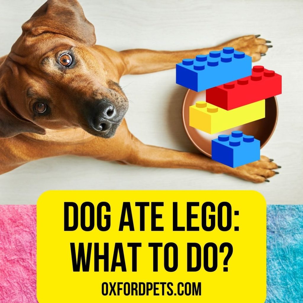 Dog Ate Lego: What To Do Now?