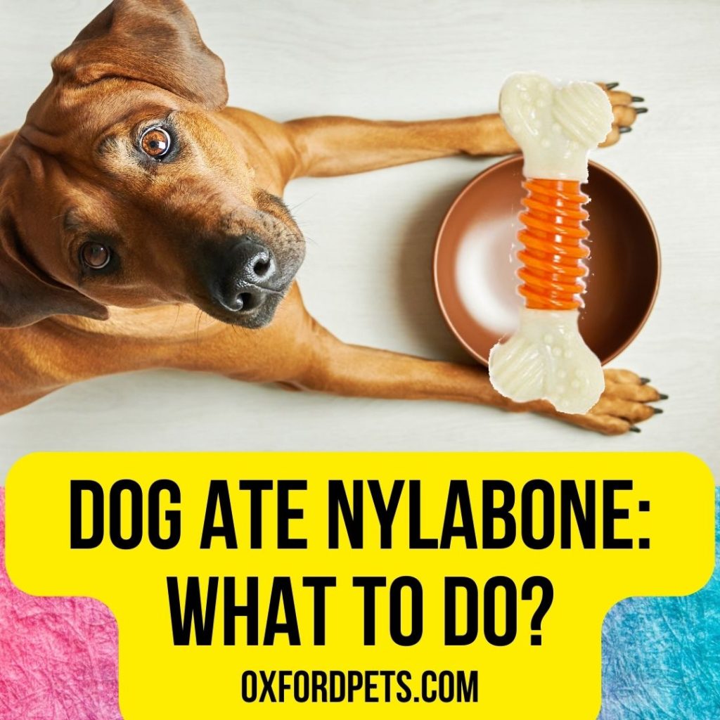 Dog Ate Nylabone: What To Do Now?