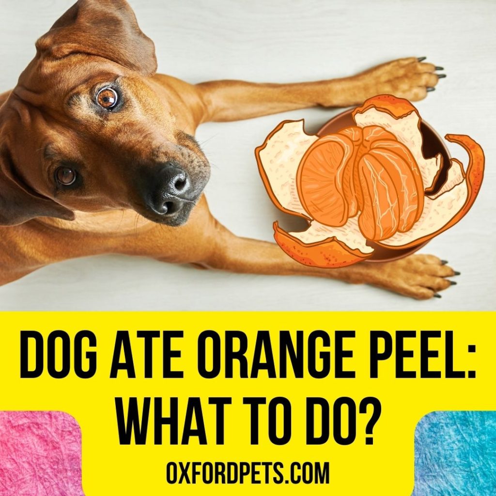 Dog Ate Orange peel: What To Do Now?