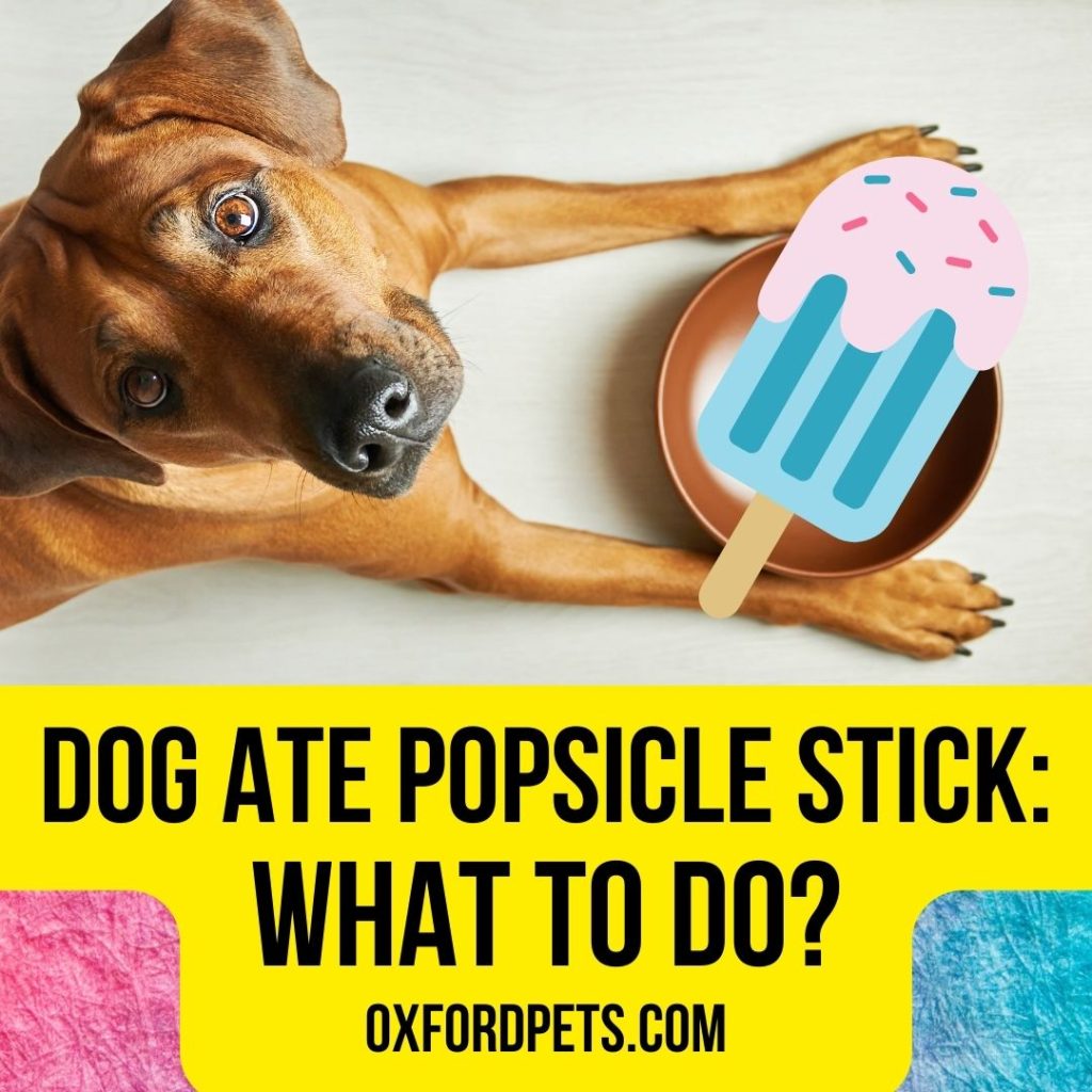 Dog Ate Popsicle stick: What to Do Now?