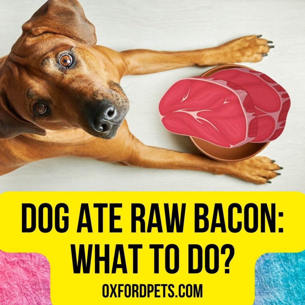 Dog Ate Raw Bacon: What To Do Now?