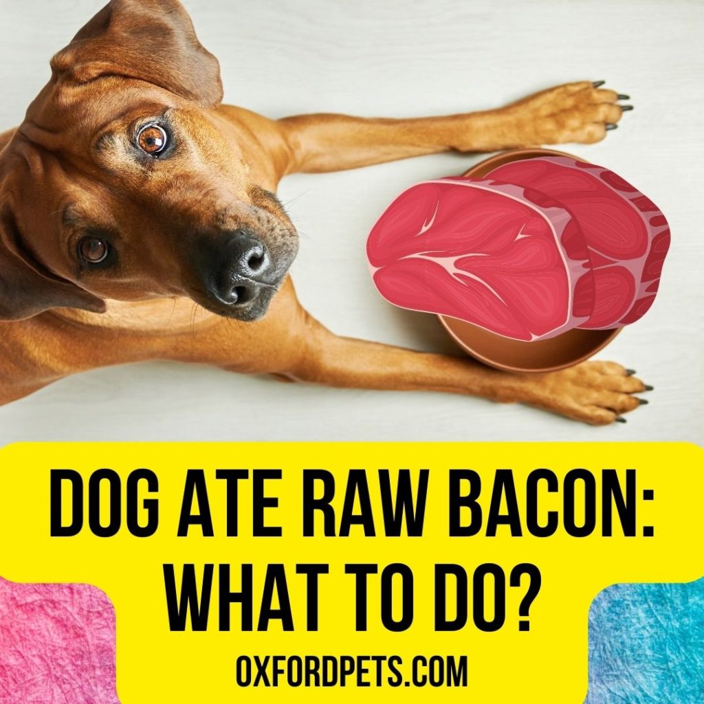 My Dog Ate Raw Bacon: What To Do Now? 2022 Review - Oxford Pets