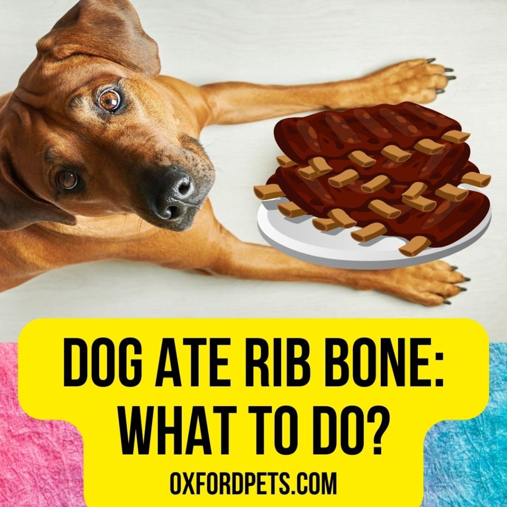 Dog Ate Rib Bone