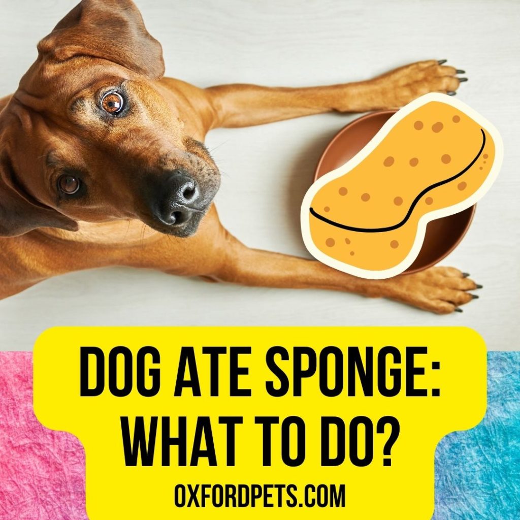 My Dog Ate Sponge: What To Do Now?