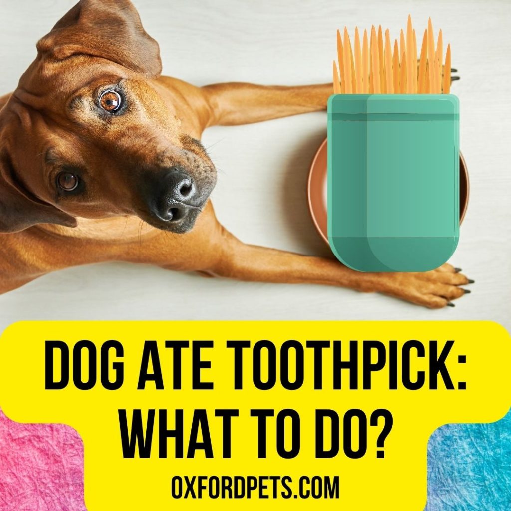 Dog Ate Toothpick: What To Do Now?