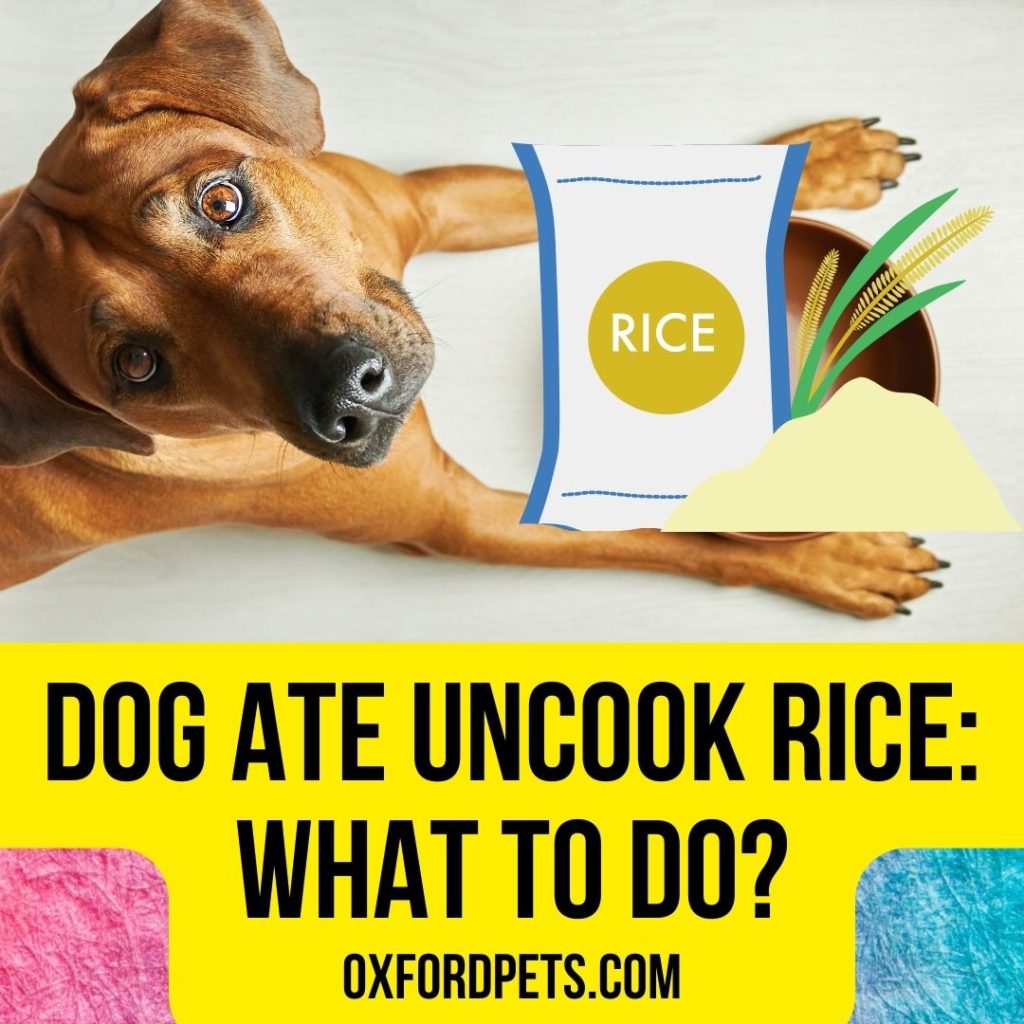 Dog Ate Uncooked Rice: What To Do Now?