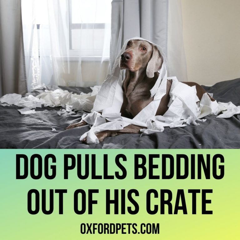 5 Reasons Why a Dog Pulls his Bedding out of his Crate? Oxford Pets