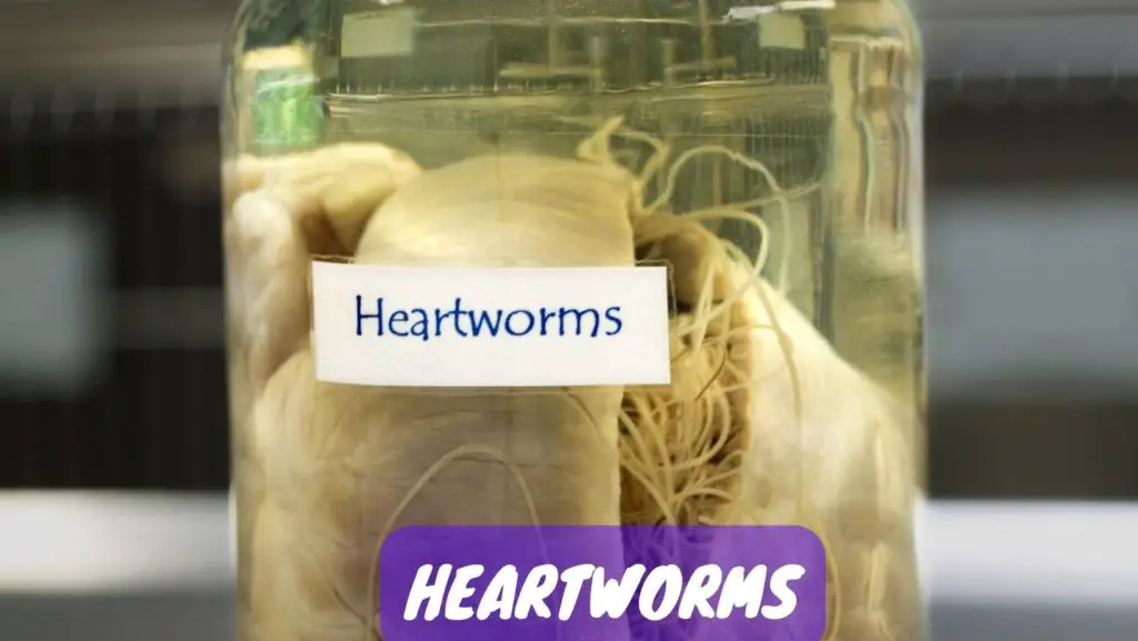 heartworms