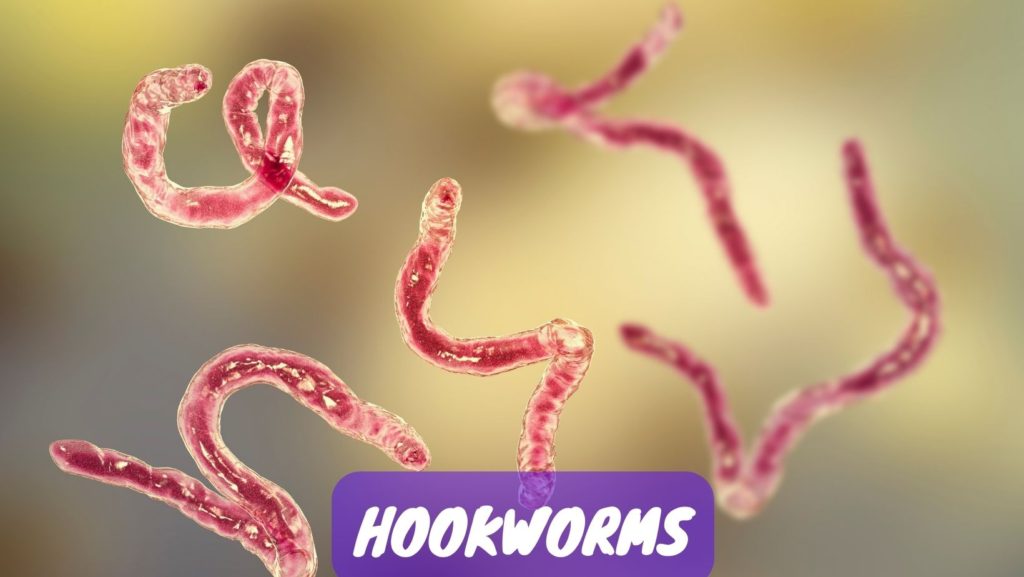 hookworms