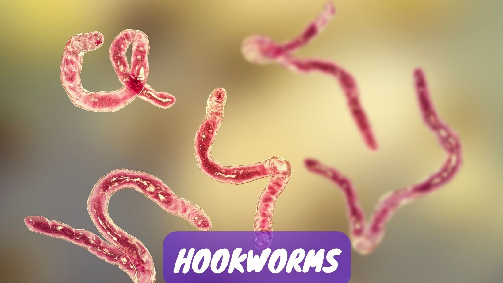 Can Humans Get Worms From Dogs and Cats? [2022 Guide] Oxford Pets