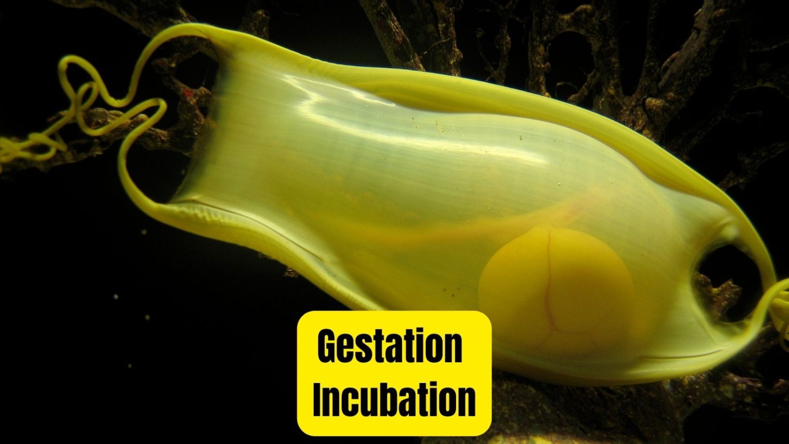 6 Stages Of Sharks Life Cycle [2024 Guide] Oxford Pets