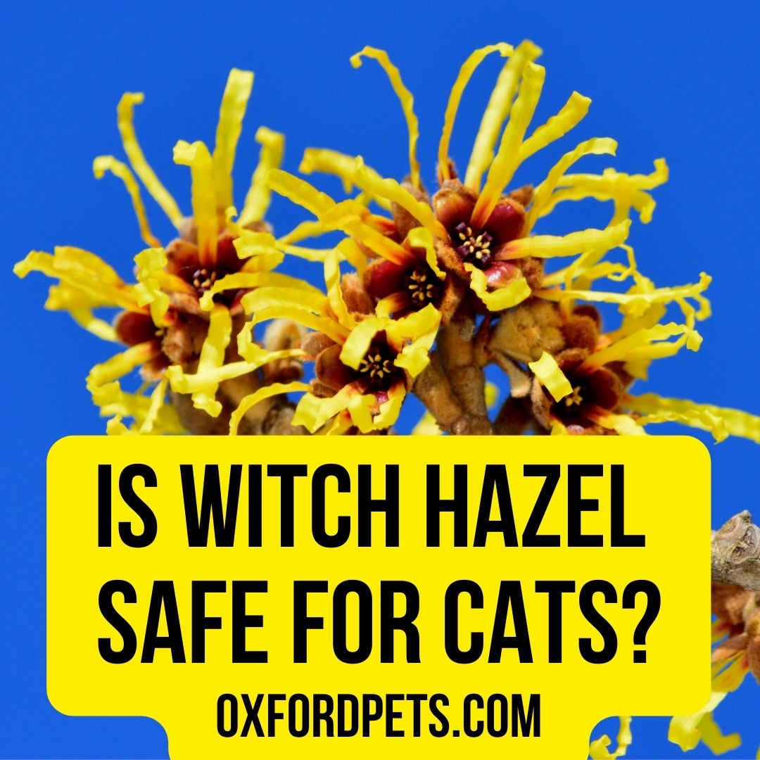 is witch hazel safe for cats?