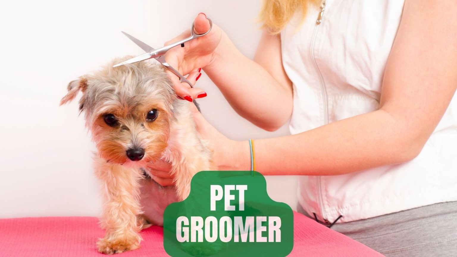 How To Get a Job at Petco? Petco Careers In 2022 Oxford Pets