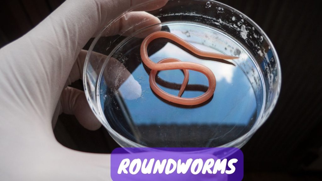 roundworms