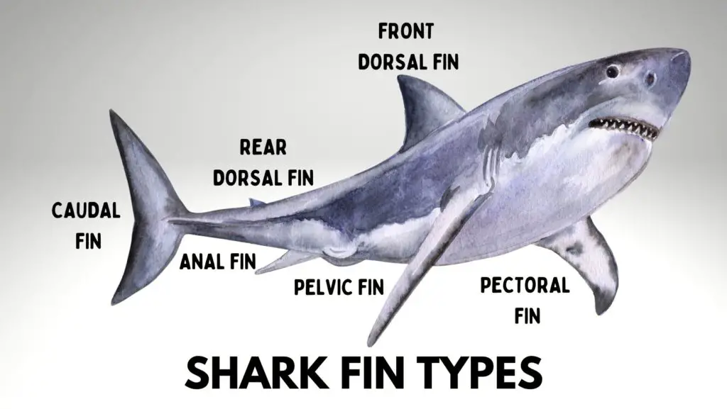 Different Types of Shark Fins