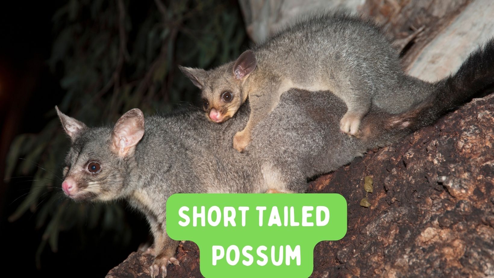 Can You Have A Possum As A Pet? Is it Legal? [2022] Oxford Pets