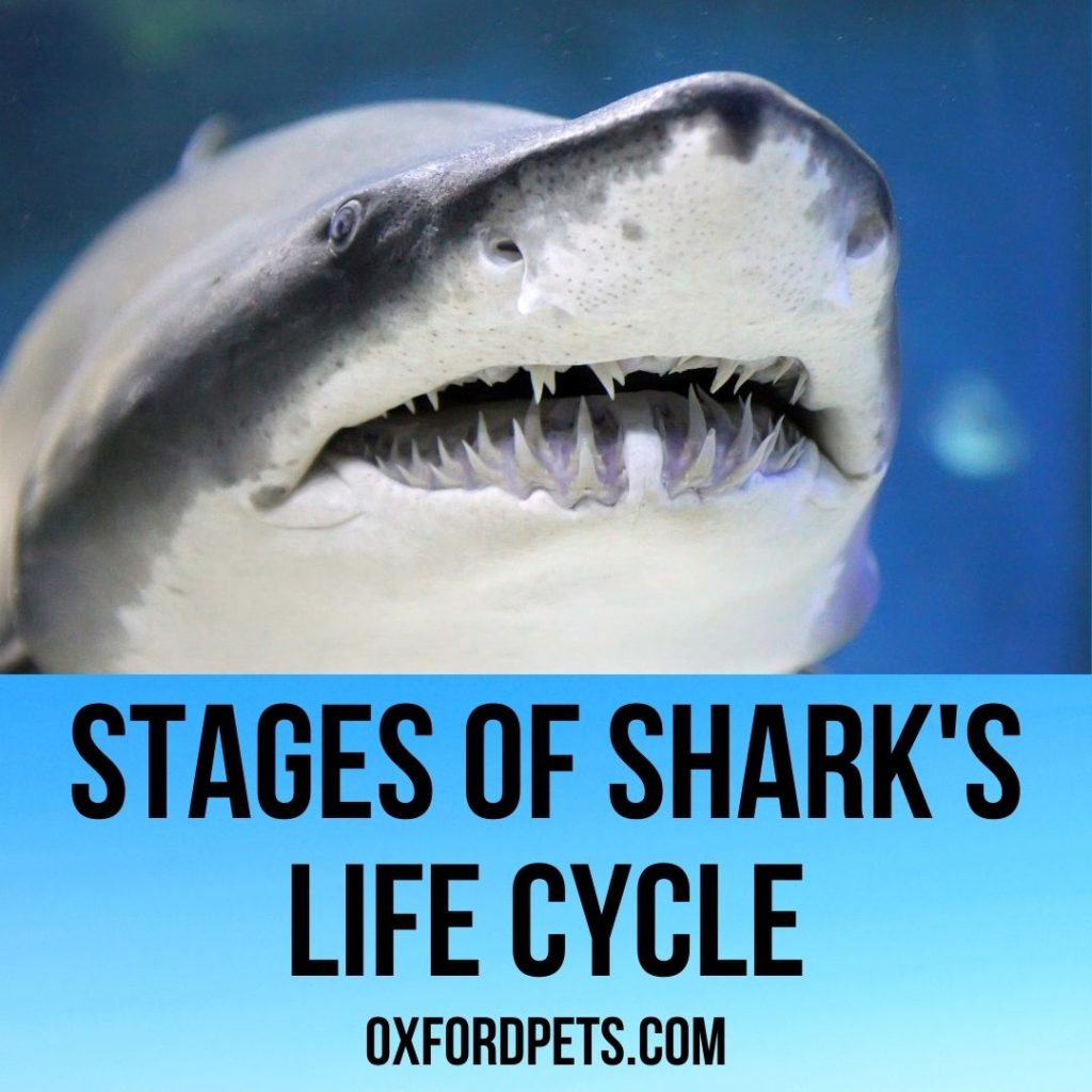 Stages Of Sharks Life Cycle