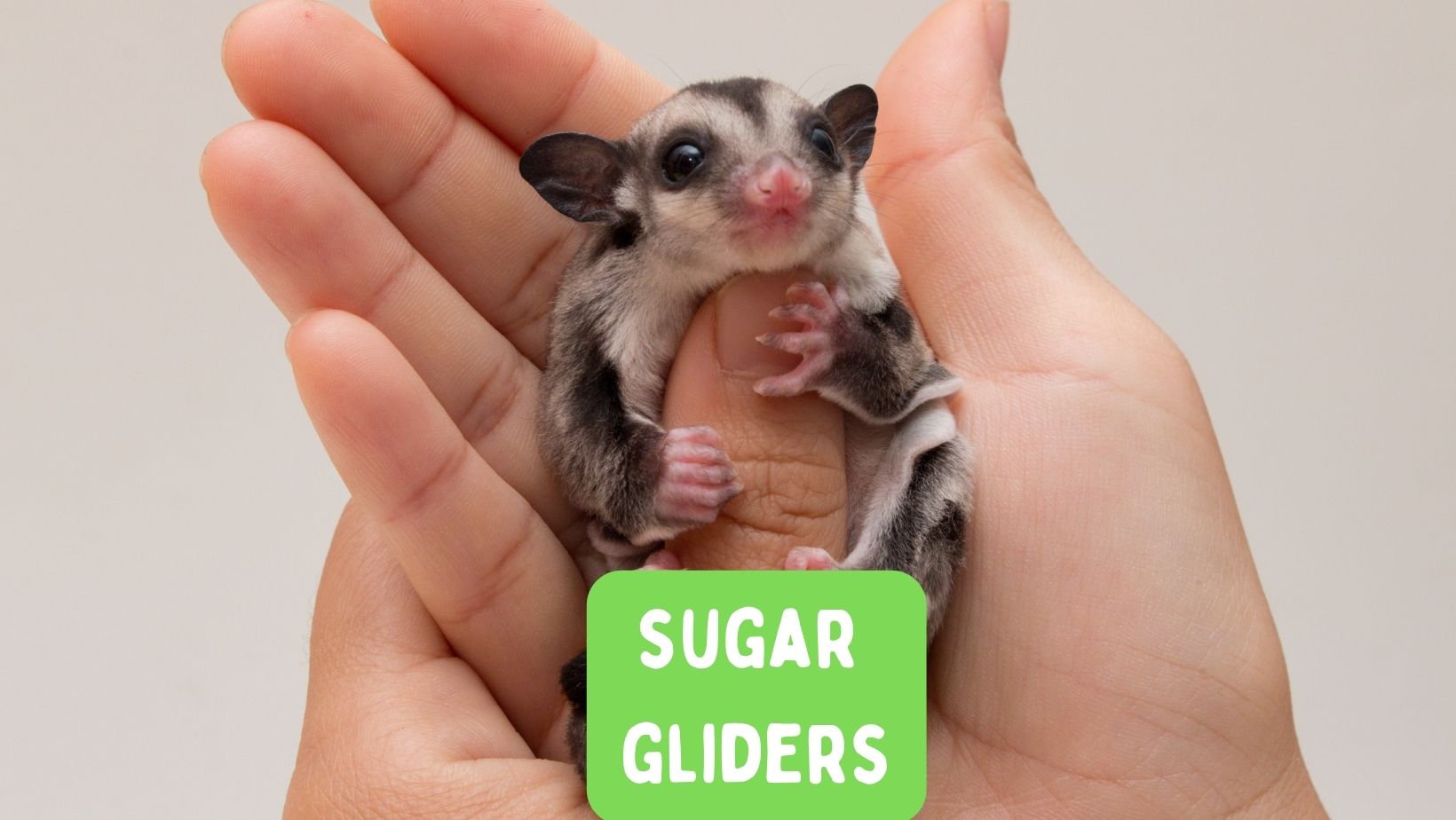 Can You Have A Possum As A Pet? Is it Legal? [2022] Oxford Pets