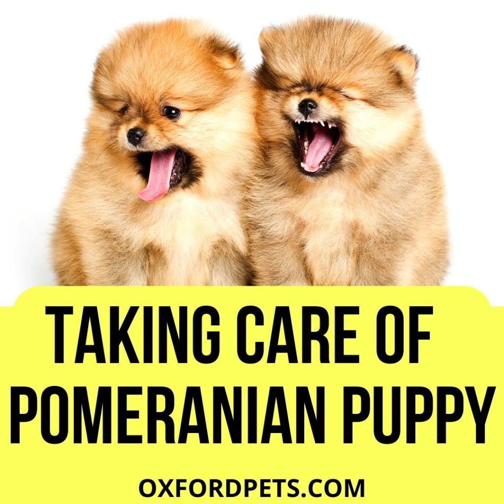 Take care of a Pomeranian puppy