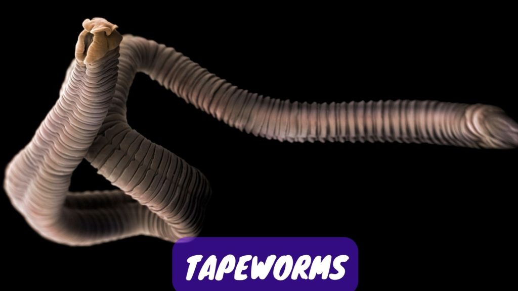 tapeworms