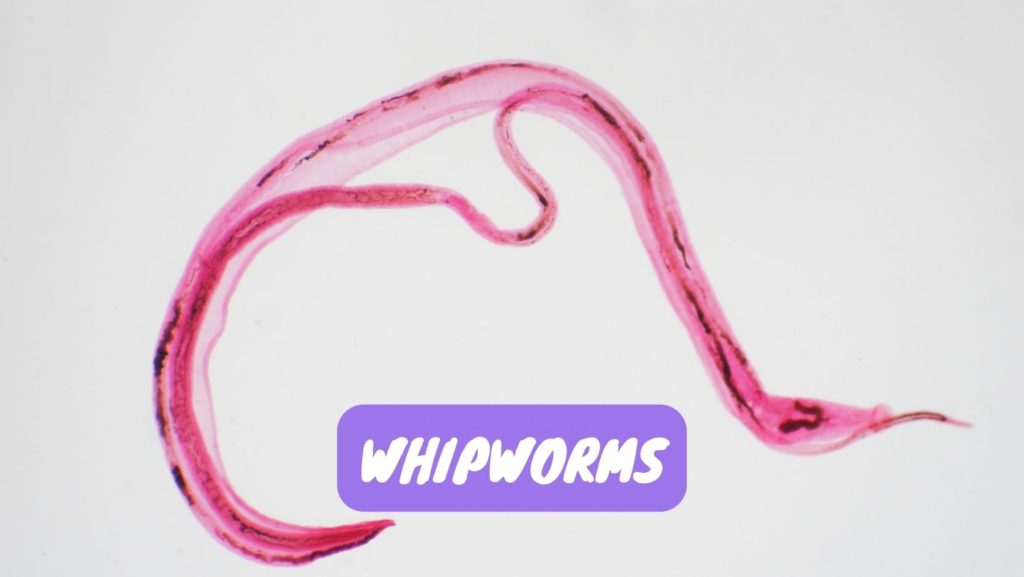 whipworms