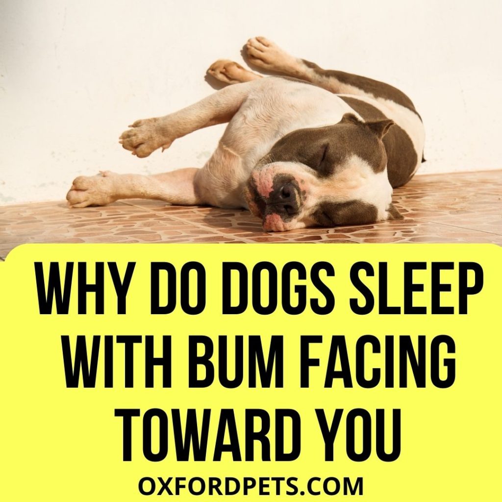 dogs sleep with their bum facing toward you