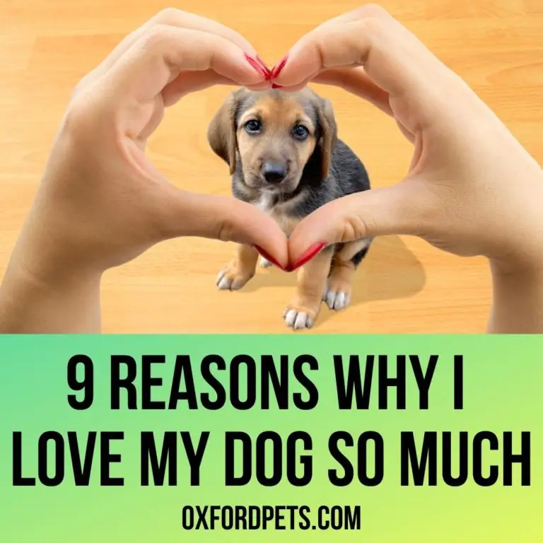 why-do-i-love-my-dog-so-much-9-solid-reasons-oxford-pets