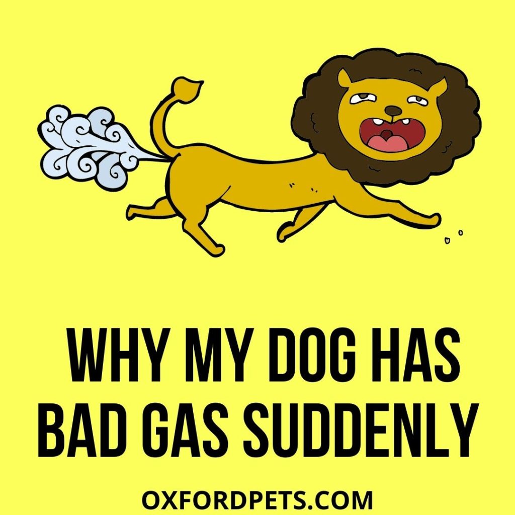 main reasons why my dog has bad gas suddenly